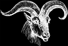 Mountain Goat Illustration
